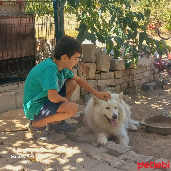 Samoyed, Köpek  Pamuk fotoğrafı