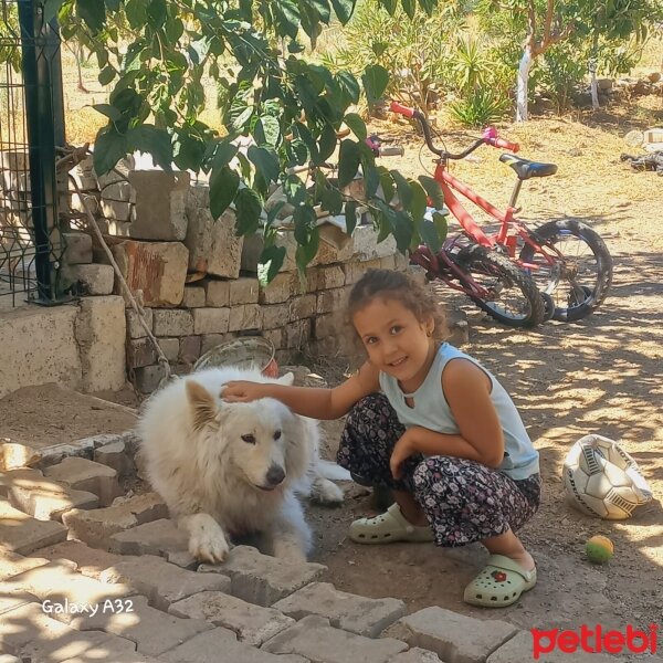 Samoyed, Köpek  Pamuk fotoğrafı