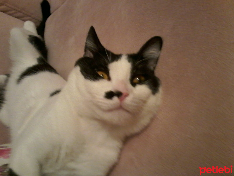 Tuxedo (Smokin) Kedi, Kedi  ALASKA fotoğrafı