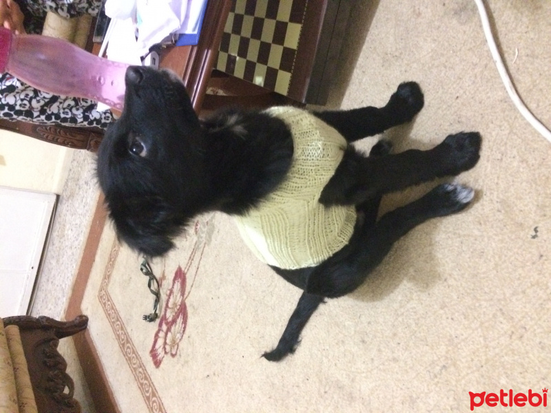 Tibet Terrieri, Köpek  Gomis fotoğrafı