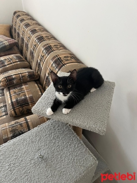 Tuxedo (Smokin) Kedi, Kedi  ottie fotoğrafı