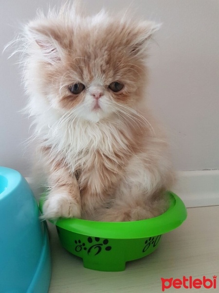 İran Kedisi (Persian), Kedi  Mia fotoğrafı