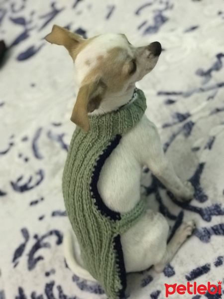 Chihuahua, Köpek  Sakız fotoğrafı