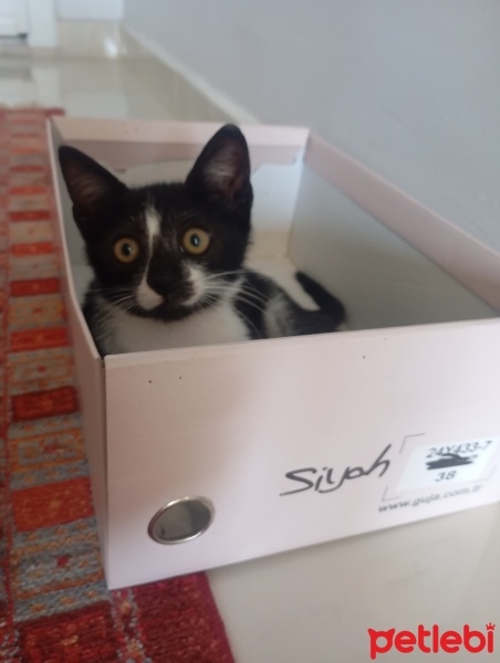 Tekir Kedi, Kedi  Black fotoğrafı
