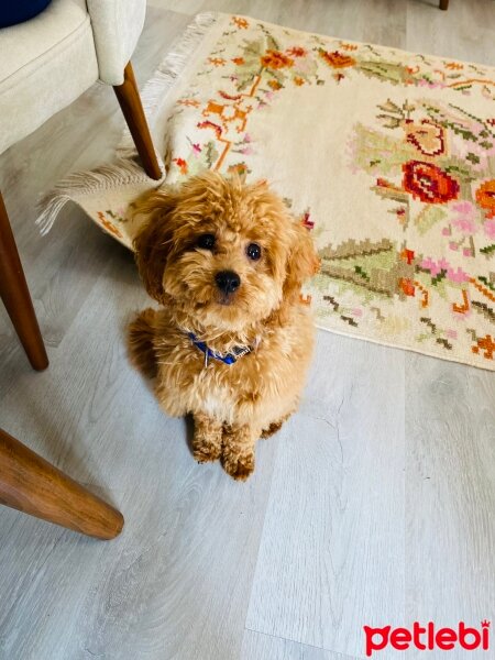 Poodle (Minyatür Kaniş), Köpek  Tarçın fotoğrafı