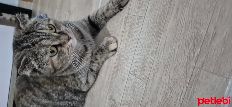 Tekir Kedi, Kedi  Şeker fotoğrafı