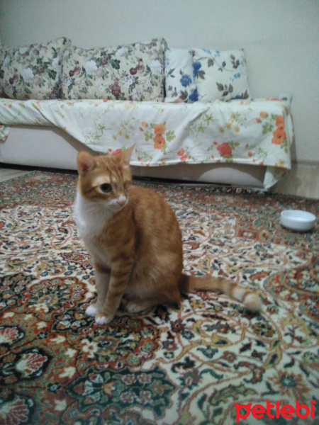 Tekir Kedi, Kedi  portakal fotoğrafı