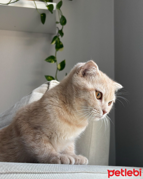 Scottish Fold, Kedi  limon fotoğrafı