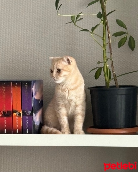 Scottish Fold, Kedi  limon fotoğrafı