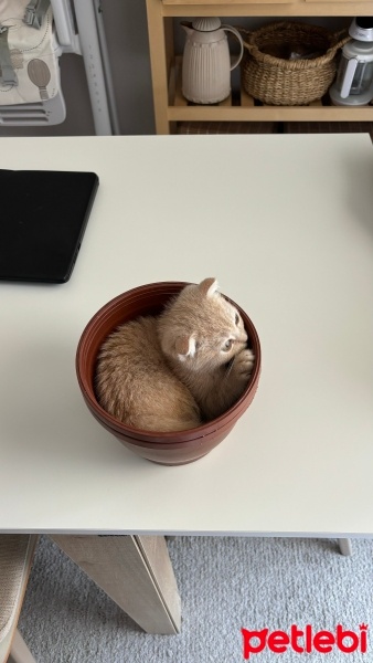 Scottish Fold, Kedi  limon fotoğrafı