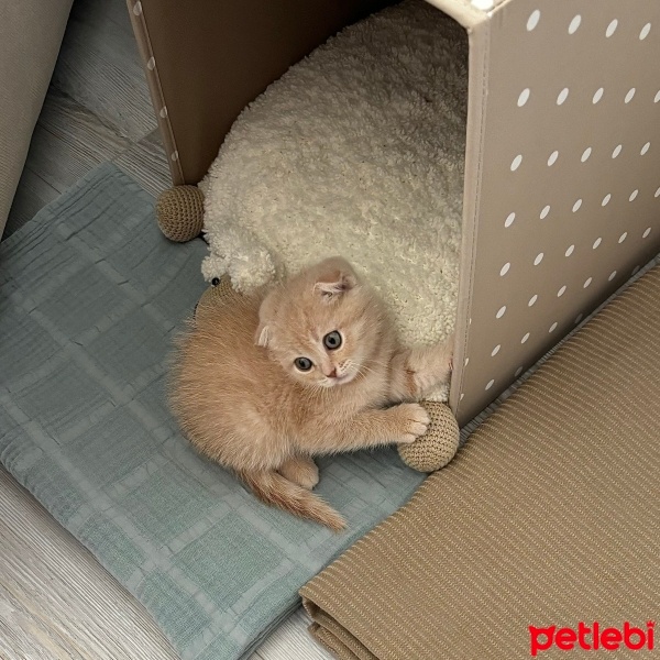 Scottish Fold, Kedi  limon fotoğrafı