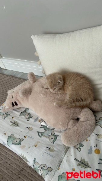 Scottish Fold, Kedi  limon fotoğrafı