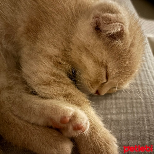 Scottish Fold, Kedi  limon fotoğrafı