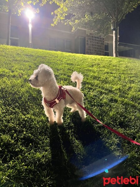 Maltese, Köpek  Çaki fotoğrafı