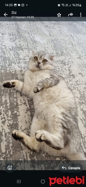 Scottish Fold, Kedi  Köpük fotoğrafı