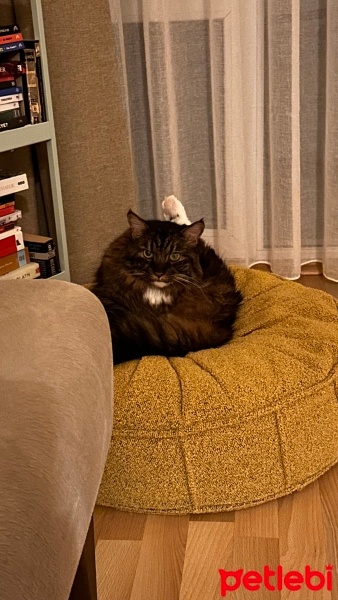 Norwegian Forest, Kedi  Kral fotoğrafı
