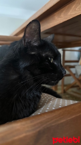 Bombay, Kedi  Nyx fotoğrafı