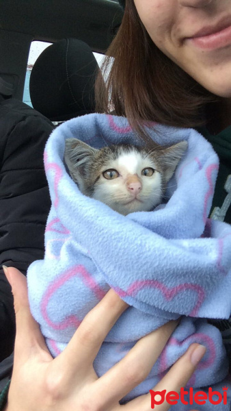 Tekir Kedi, Kedi  Pati fotoğrafı