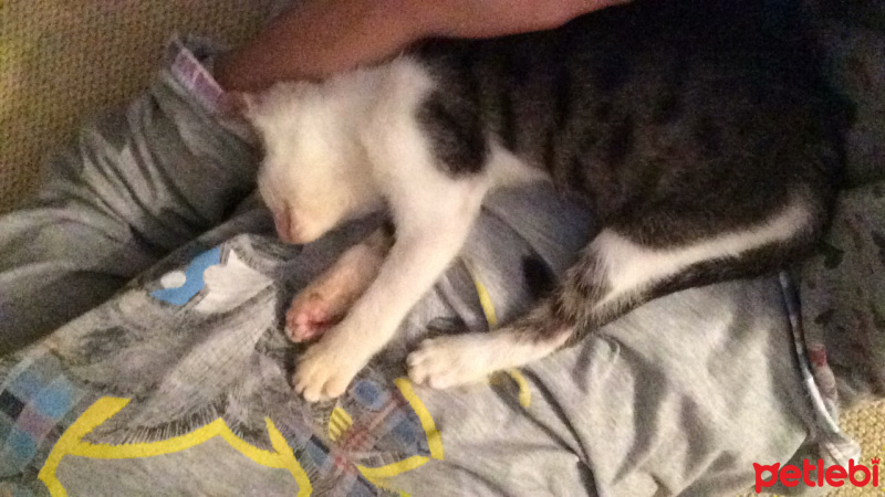 Tekir Kedi, Kedi  Pati fotoğrafı