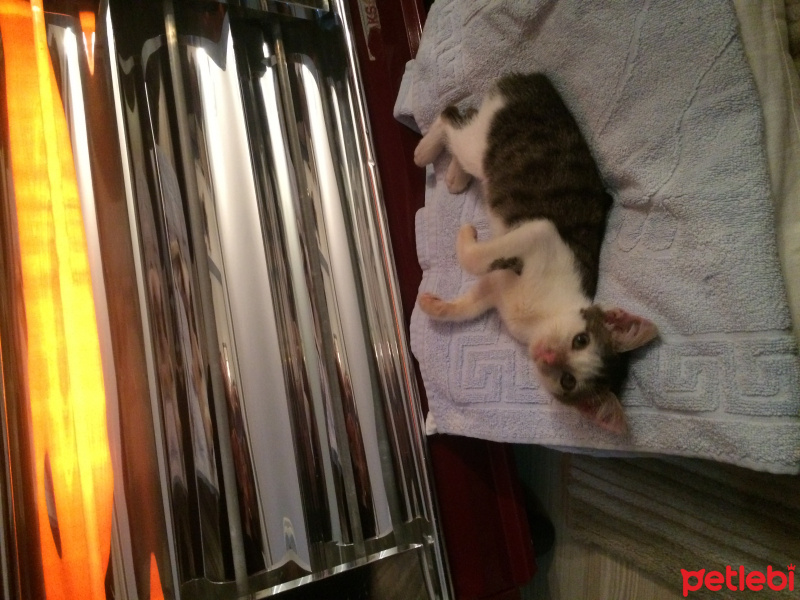 Tekir Kedi, Kedi  Pati fotoğrafı