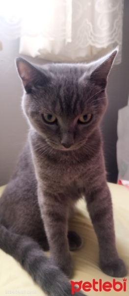 British Shorthair, Kedi  ŞAHANE fotoğrafı