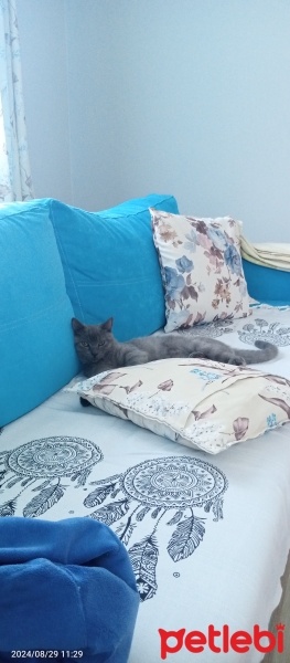 British Shorthair, Kedi  ŞAHANE fotoğrafı