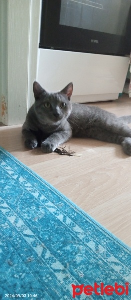 British Shorthair, Kedi  ŞAHANE fotoğrafı