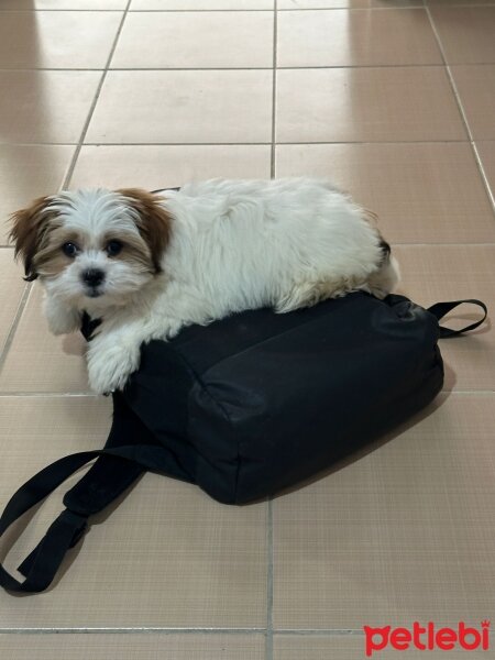 Shih Tzu, Köpek  Whisky fotoğrafı