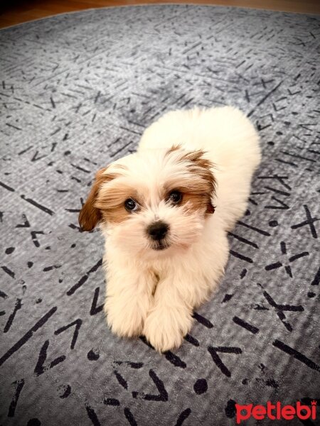 Shih Tzu, Köpek  Whisky fotoğrafı