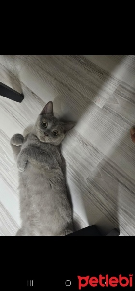 Scottish Fold, Kedi  Paşa fotoğrafı