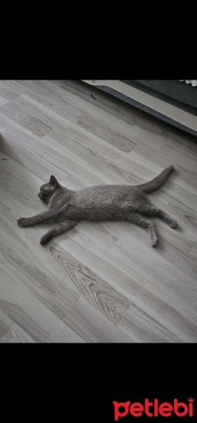 Scottish Fold, Kedi  Paşa fotoğrafı