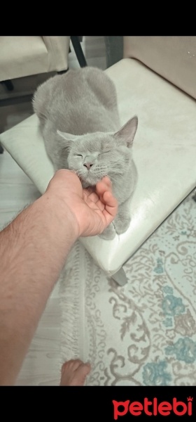 Scottish Fold, Kedi  Paşa fotoğrafı