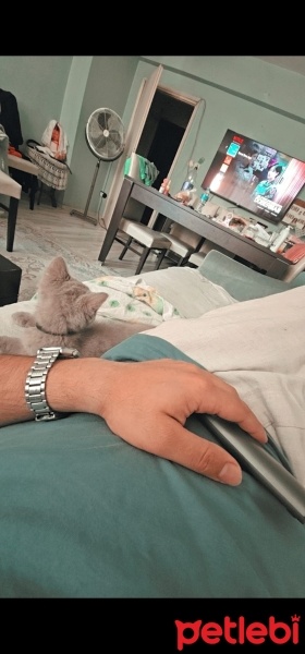 Scottish Fold, Kedi  Paşa fotoğrafı