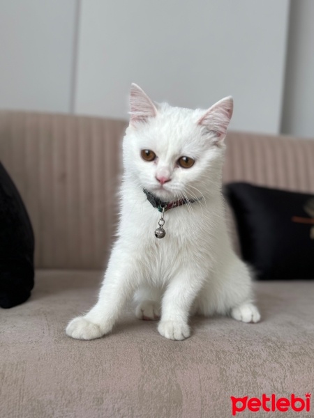 British Longhair, Kedi  Sütlaç fotoğrafı