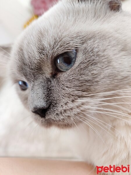 British Shorthair, Kedi  Gofret fotoğrafı