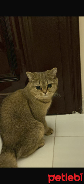Burmilla (Silver Burmese), Kedi  Alice fotoğrafı