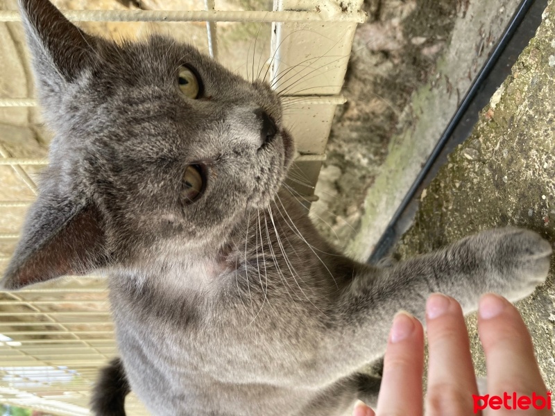 British Shorthair, Kedi  sokak kedisi fotoğrafı