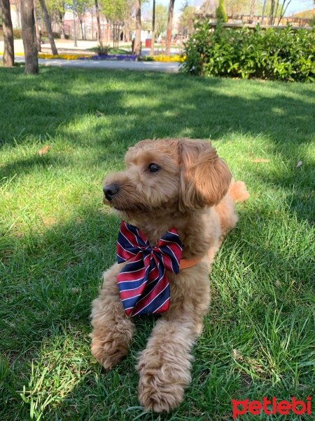 Poodle (Minyatür Kaniş), Köpek  Marlo fotoğrafı