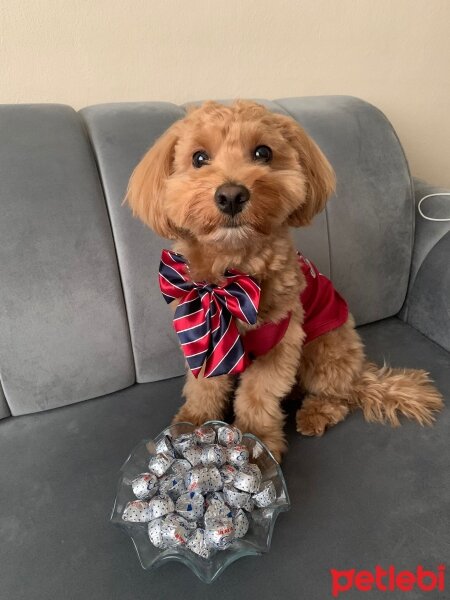 Poodle (Minyatür Kaniş), Köpek  Marlo fotoğrafı