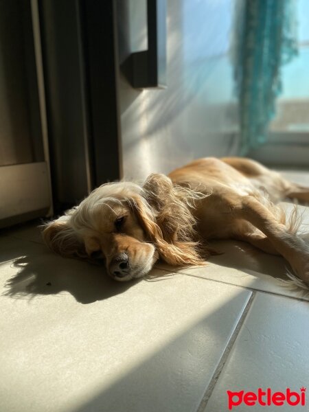 İngiliz Cocker Spaniel, Köpek  Şila fotoğrafı