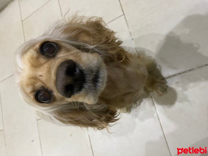 İngiliz Cocker Spaniel, Köpek  Şila fotoğrafı