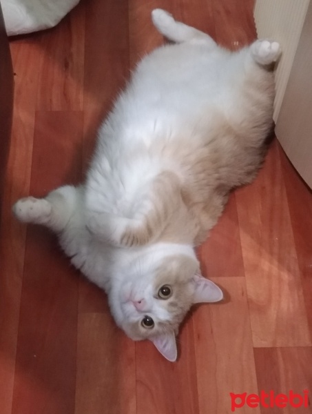 Tekir Kedi, Kedi  Tesla fotoğrafı