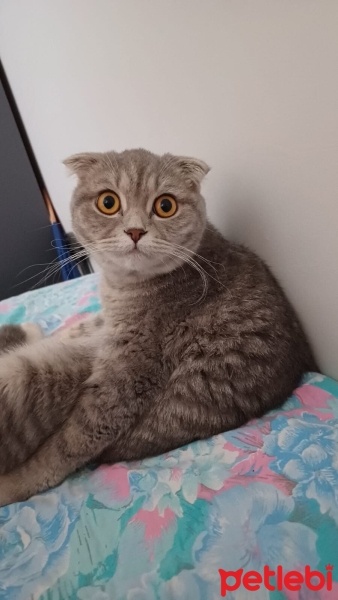 Scottish Fold, Kedi  Lokum fotoğrafı