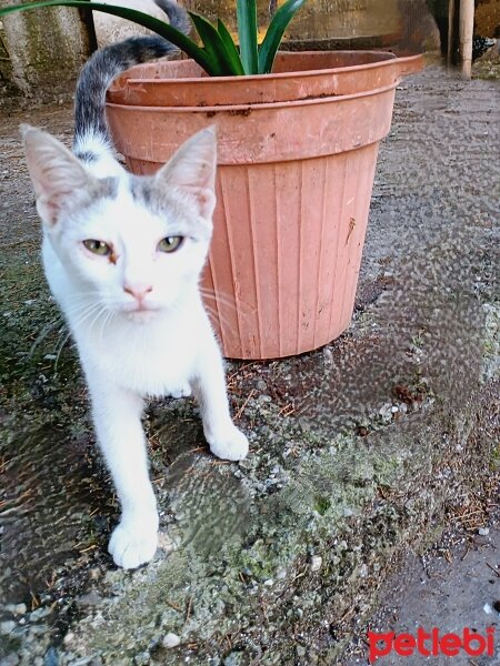 Tekir Kedi, Kedi  Finch fotoğrafı