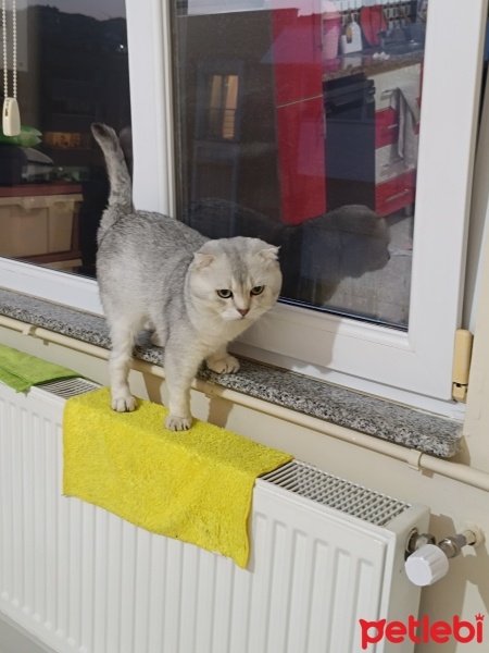 Scottish Fold, Kedi  Bulut fotoğrafı