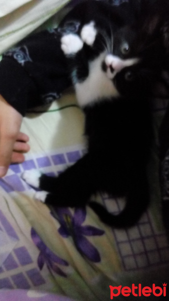 Tuxedo (Smokin) Kedi, Kedi  Mia fotoğrafı