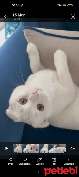 Scottish Fold, Kedi  Çelsi fotoğrafı