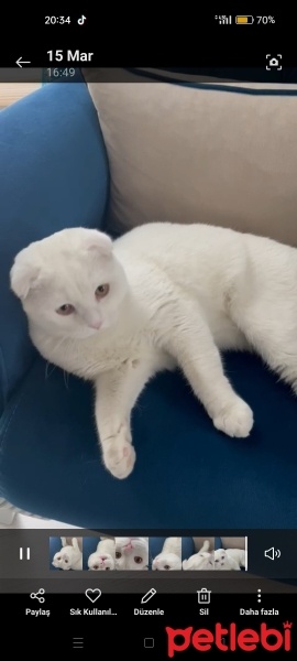 Scottish Fold, Kedi  Çelsi fotoğrafı