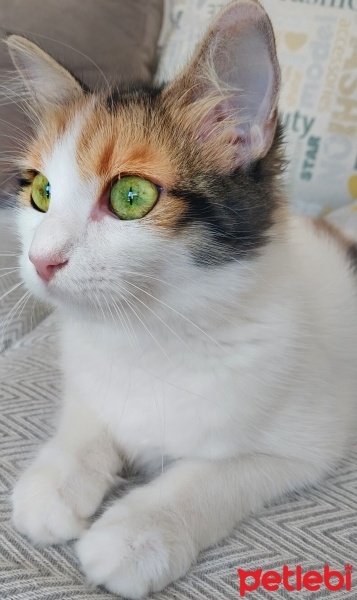 Tekir Kedi, Kedi  Pamuk fotoğrafı