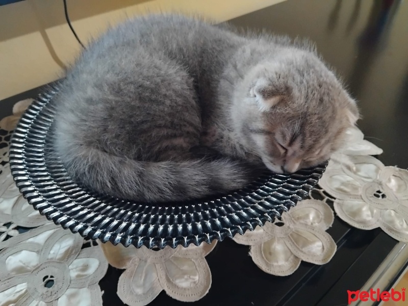 Scottish Fold, Kedi  Leo fotoğrafı